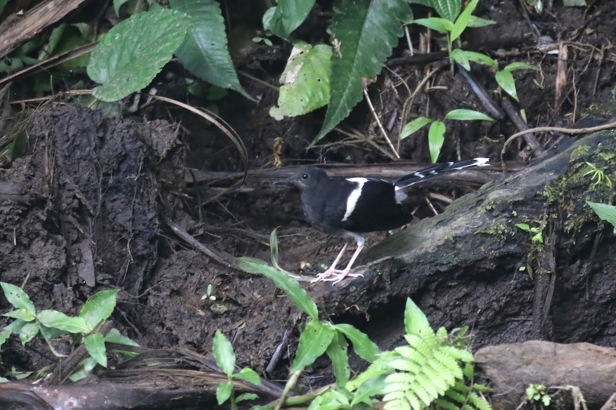 White-crowned Forktail (Javan) - ML615146251