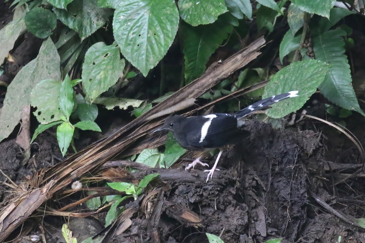 White-crowned Forktail (Javan) - ML615146266