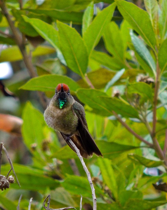 Rufous-capped Thornbill - Arden Anderson