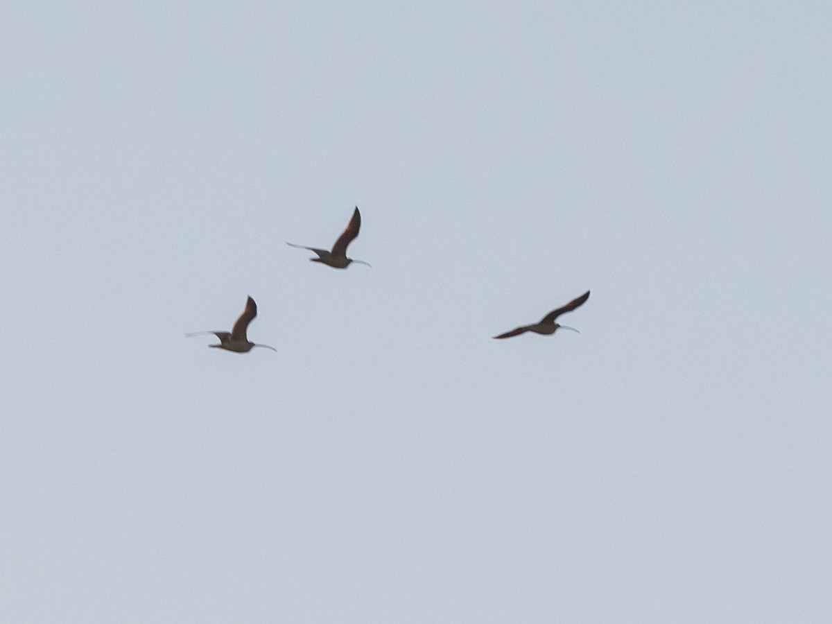 Long-billed Curlew - ML615146286