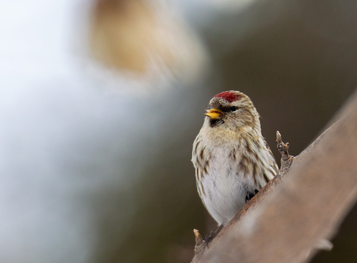 Common Redpoll - ML615146324