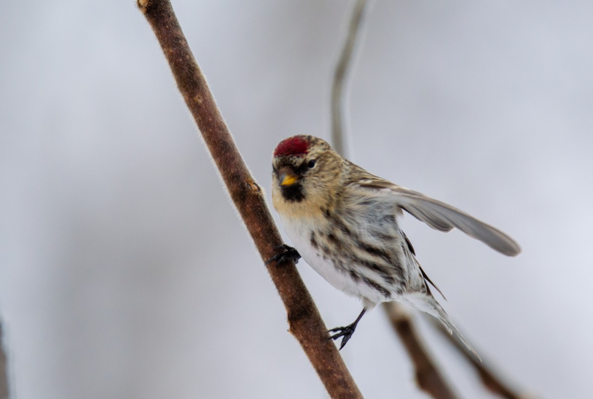 Common Redpoll - ML615146327