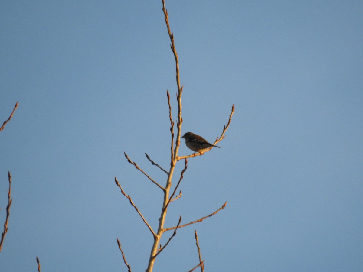 Common Chaffinch - ML615146345