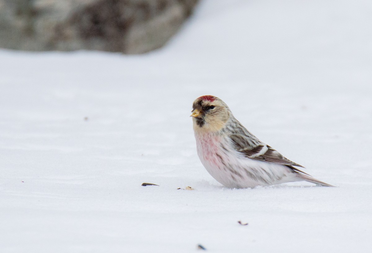 Hoary Redpoll - ML615146372