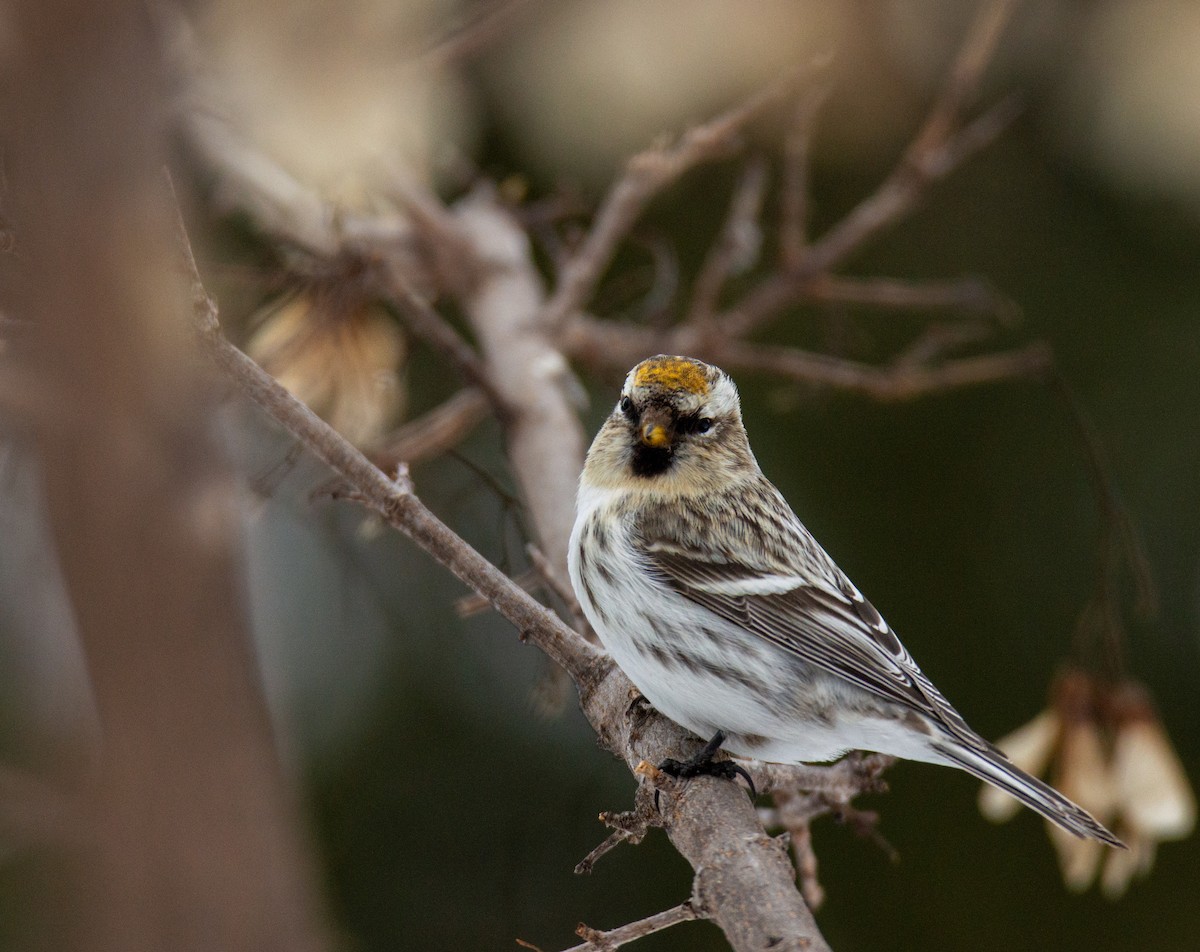 Hoary Redpoll - ML615146375