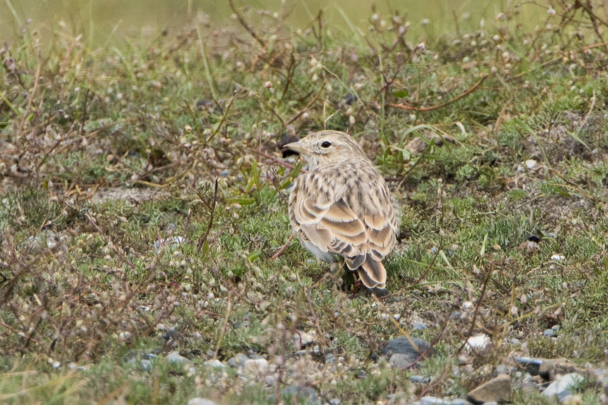 Asian Short-toed Lark - Mona Kiepert