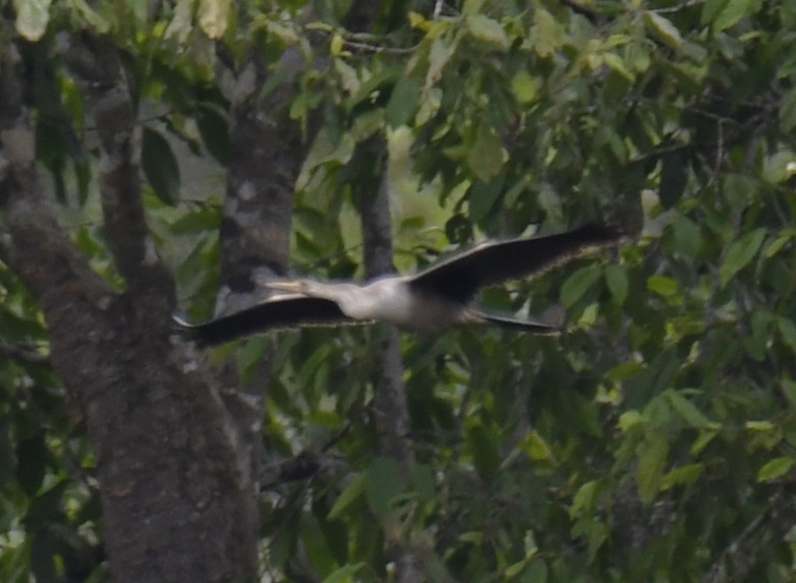 anhinga americká - ML615146413