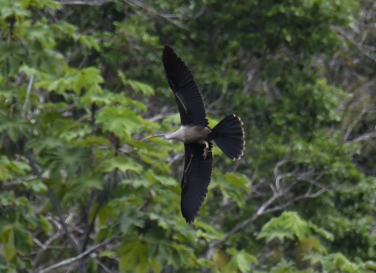 anhinga americká - ML615146414