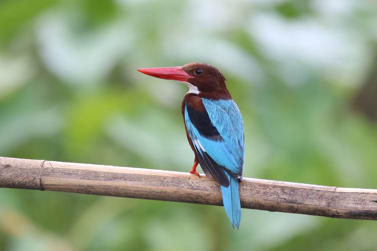 White-throated Kingfisher - ML615146447