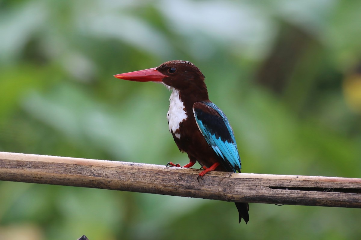 White-throated Kingfisher - ML615146451