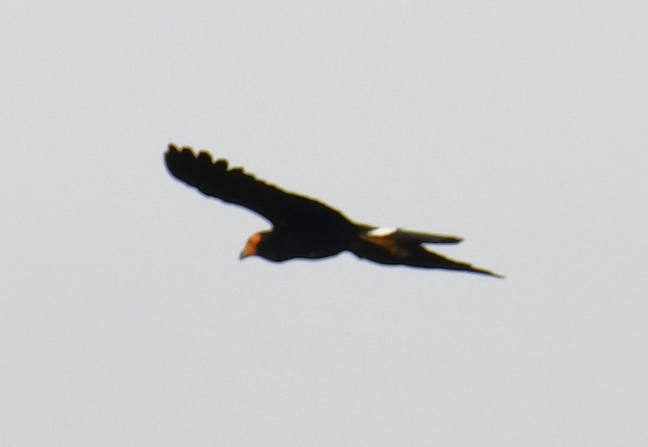 Black Caracara - Zachary Peterson