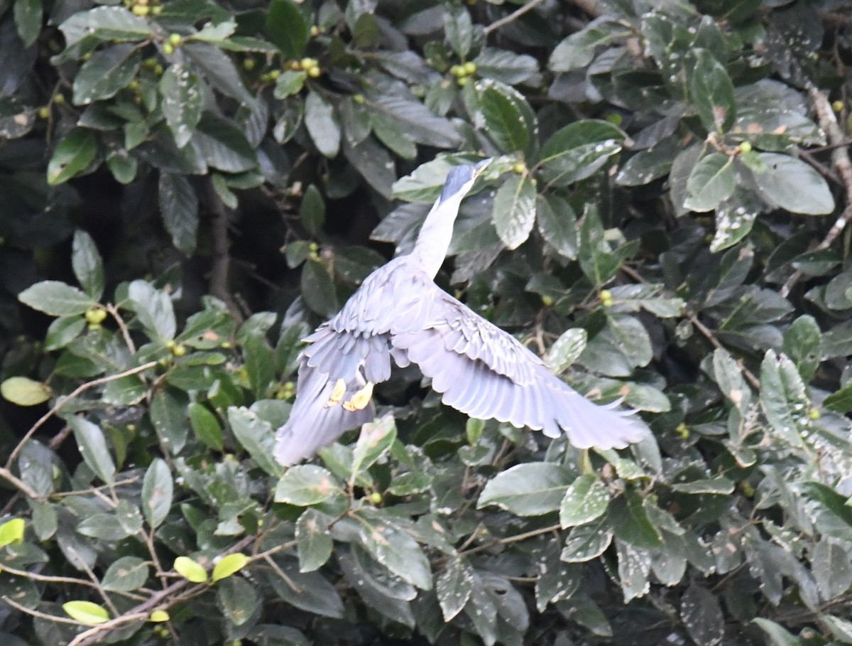 Striated Heron - ML615146499