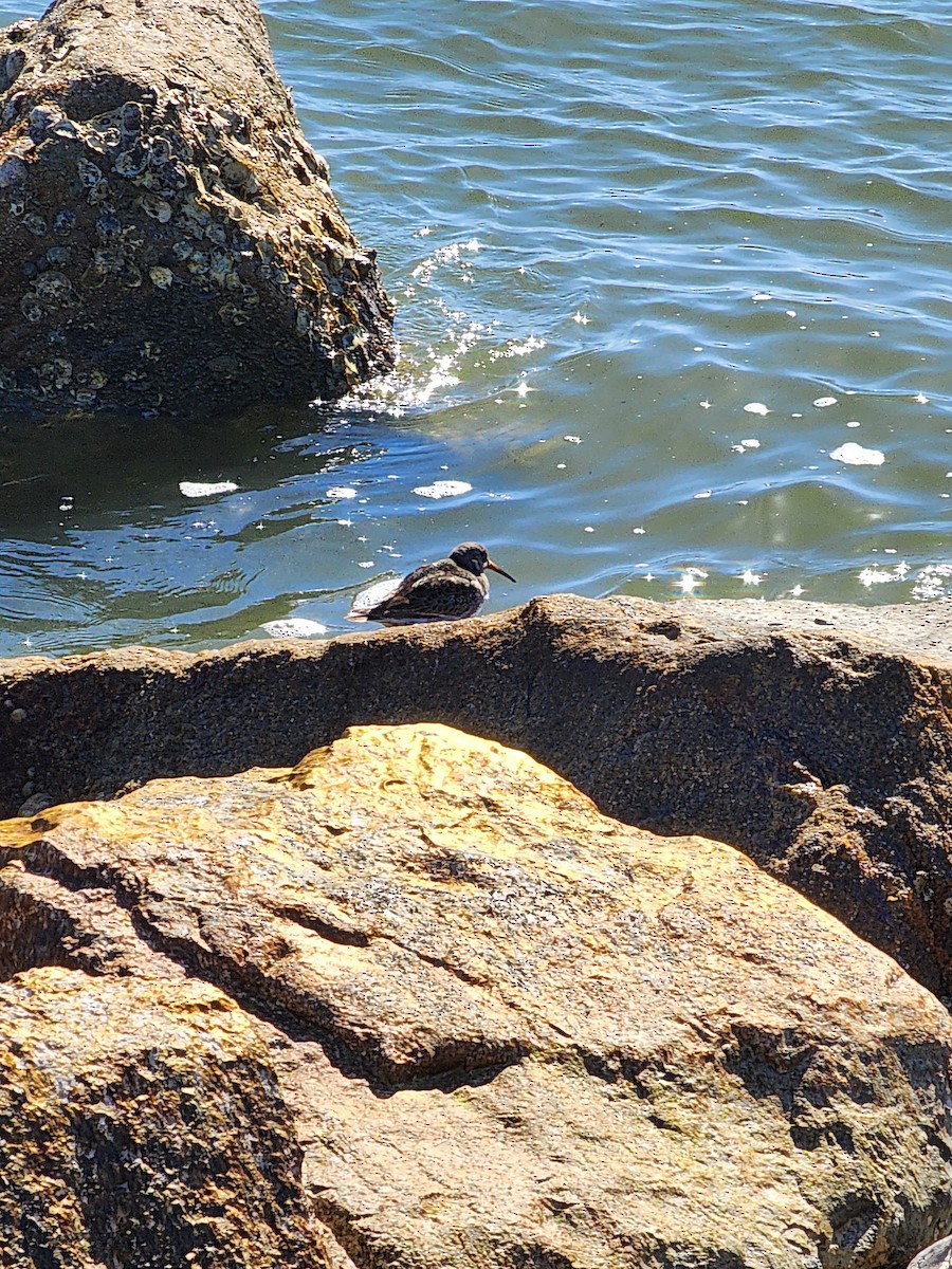 Purple Sandpiper - ML615146508