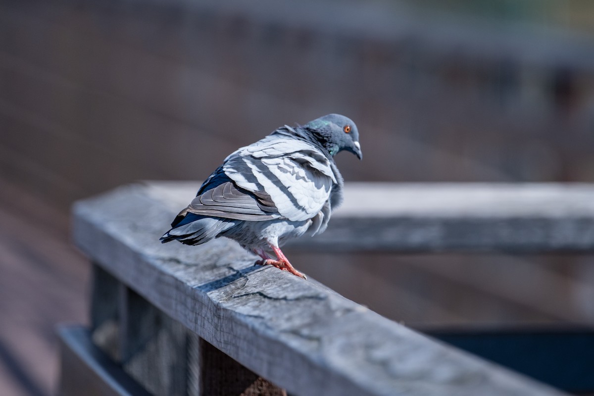 Rock Pigeon (Feral Pigeon) - ML615146510