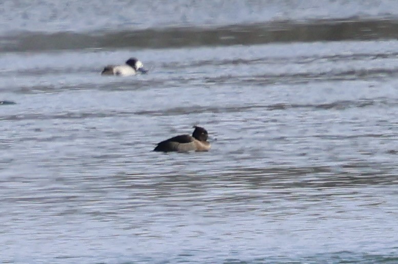 Tufted Duck - ML615146526