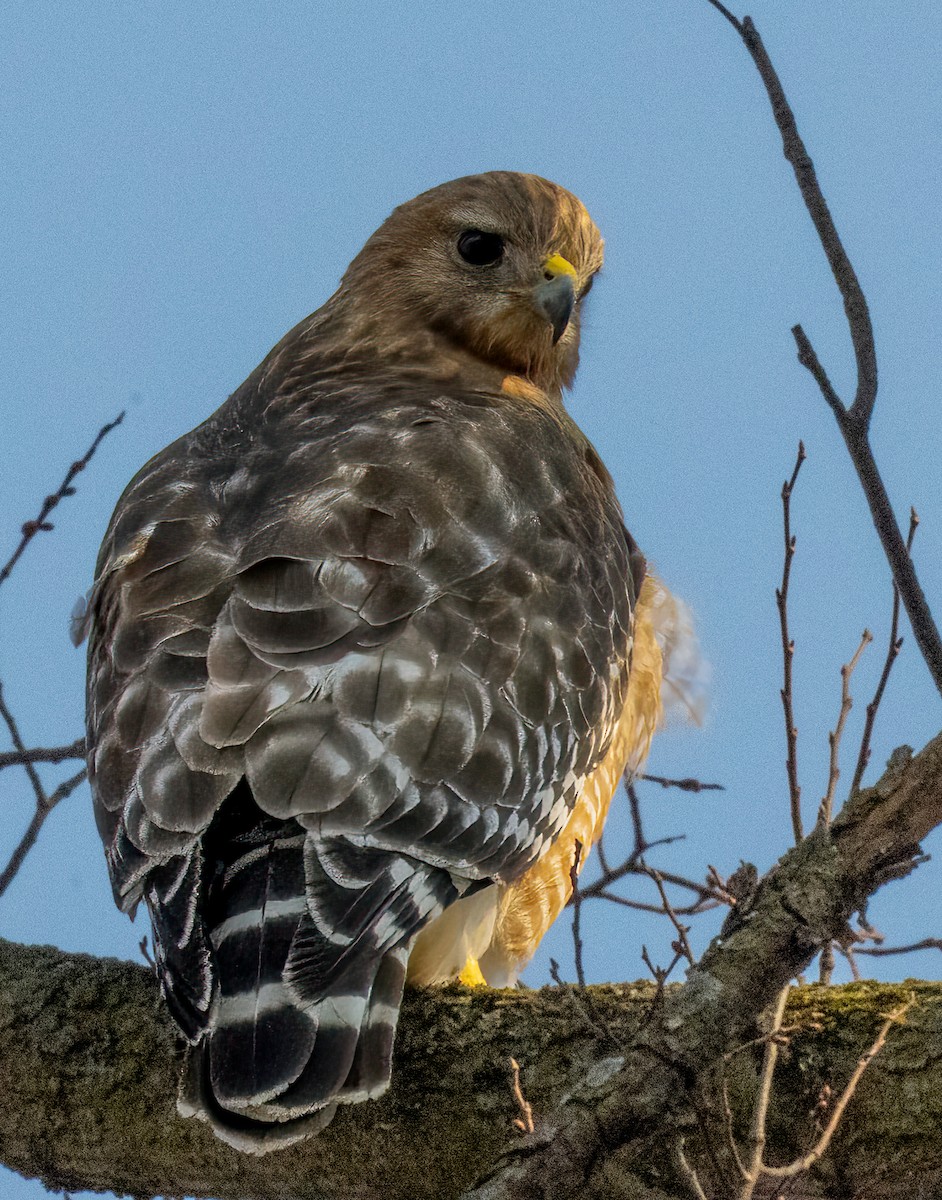 Red-shouldered Hawk - ML615146537