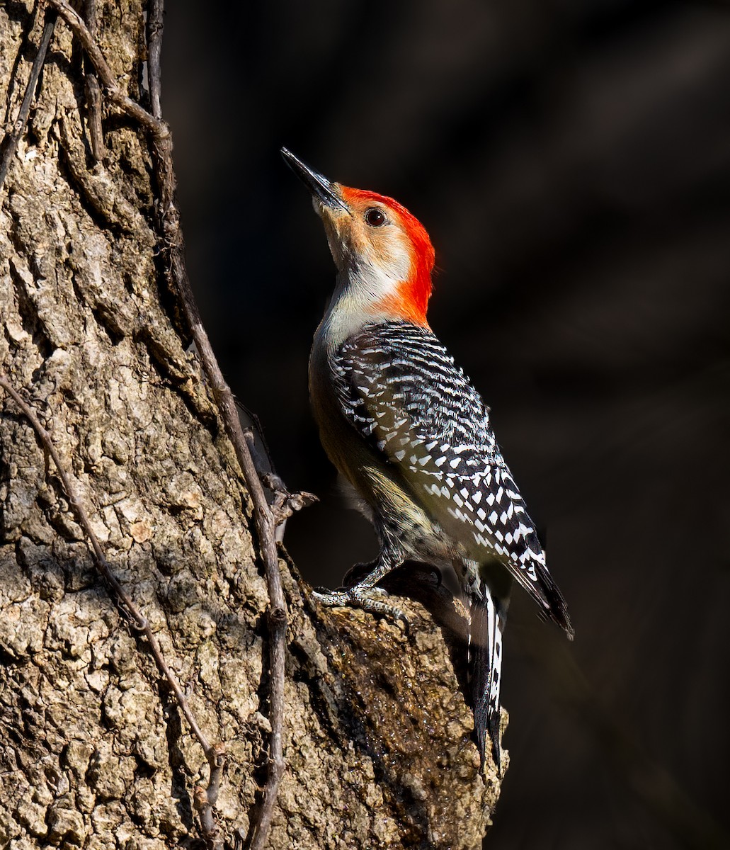 Red-bellied Woodpecker - ML615146548