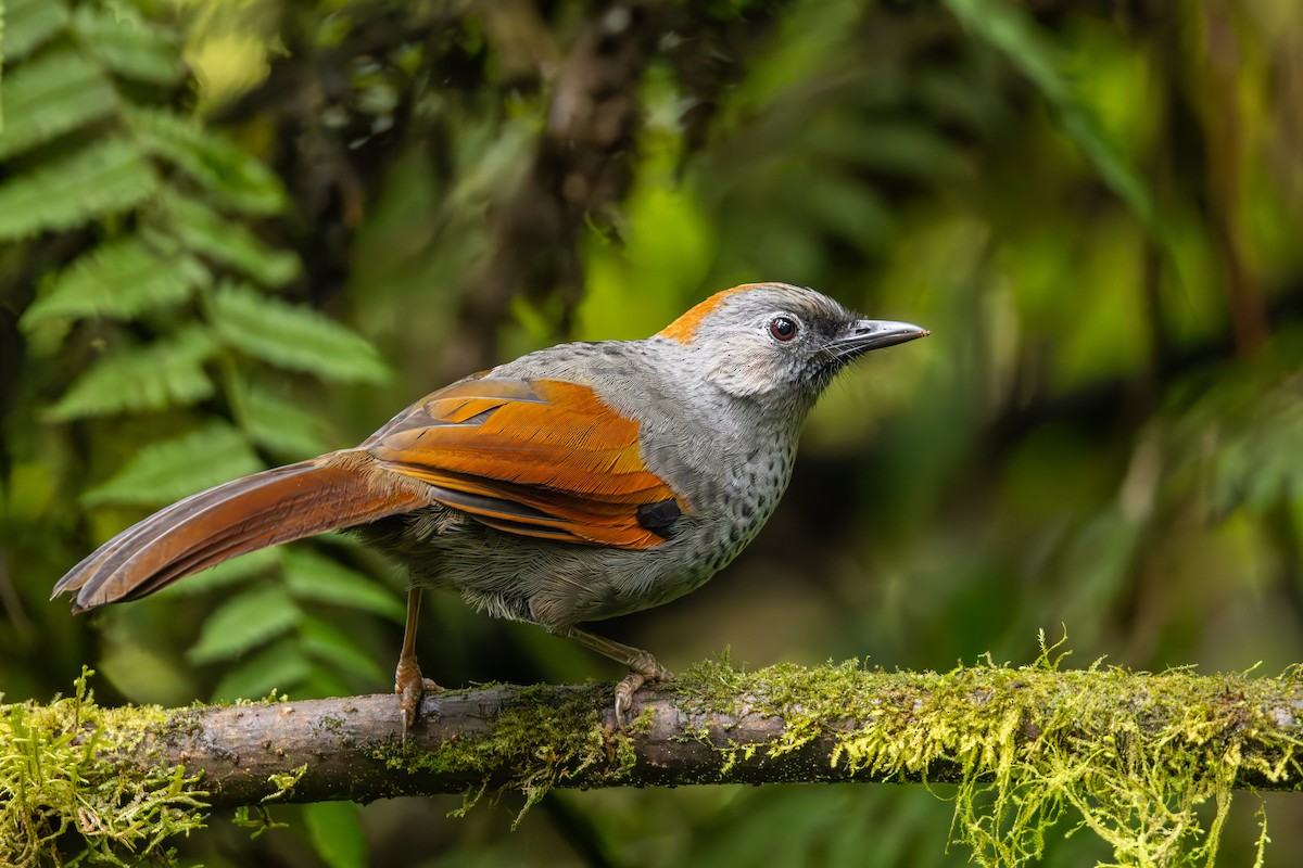 Golden-winged Laughingthrush - ML615146581