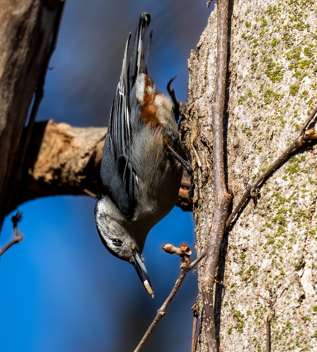 White-breasted Nuthatch - ML615146582