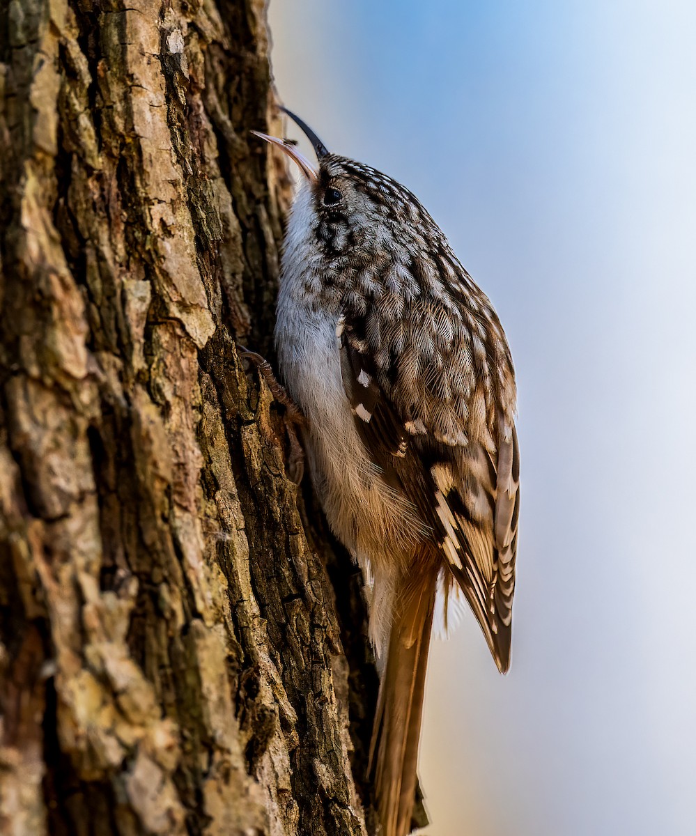 Brown Creeper - ML615146594