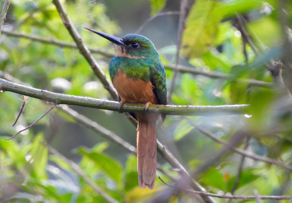 Rufous-tailed Jacamar - Dianne Croteau- Richard Brault