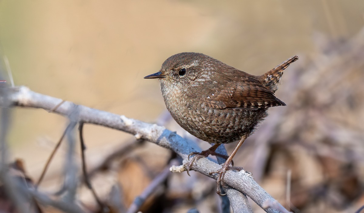 Winter Wren - ML615146618