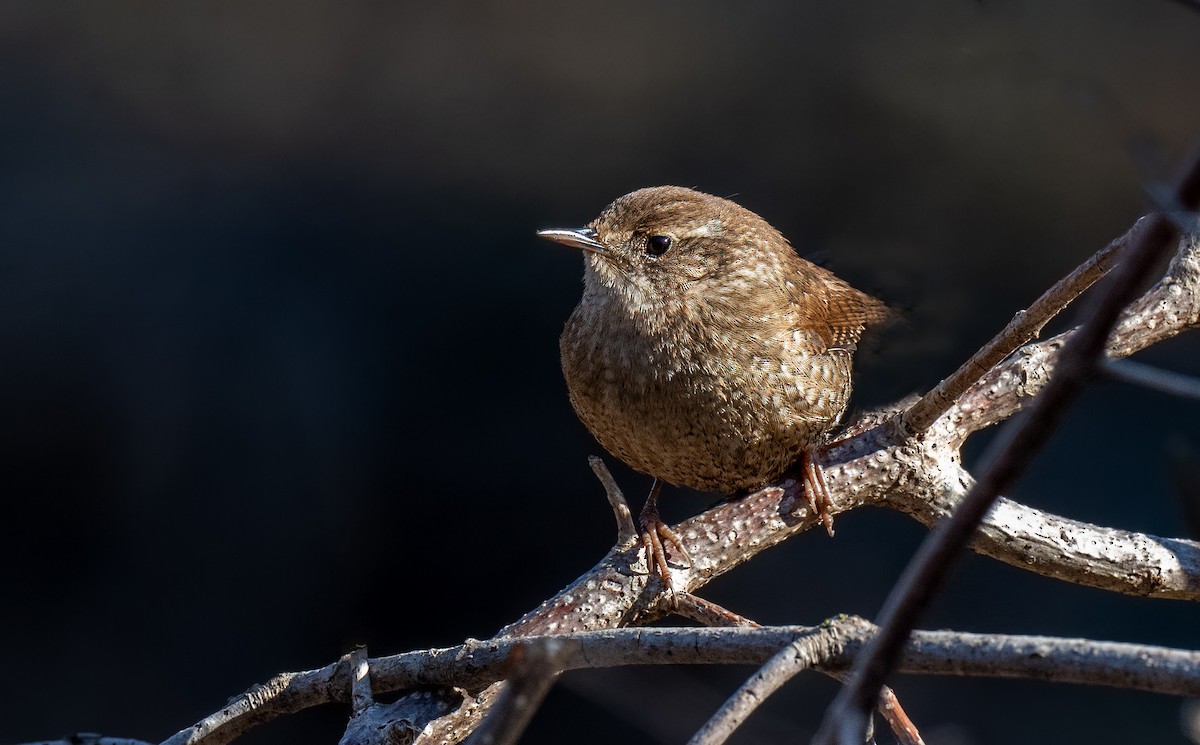 Winter Wren - ML615146619