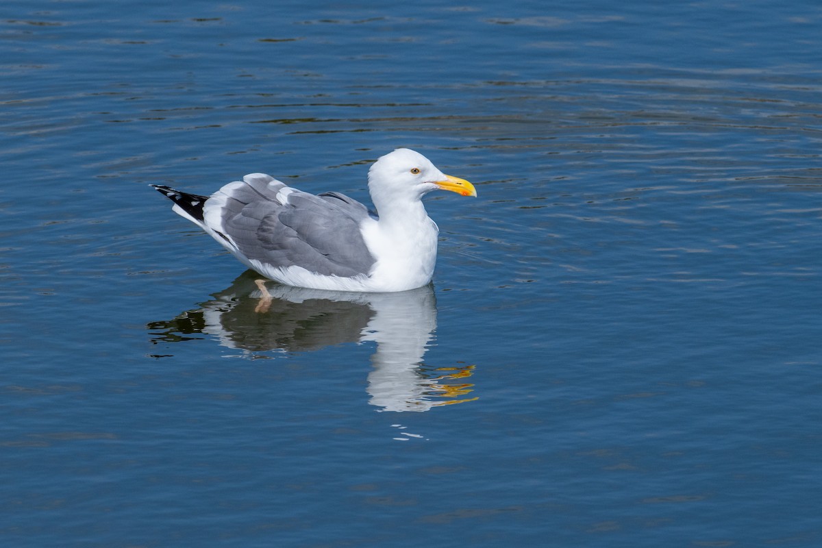 Western Gull - ML615146641