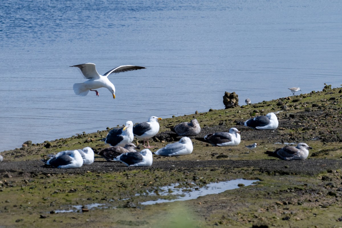 Western Gull - ML615146642