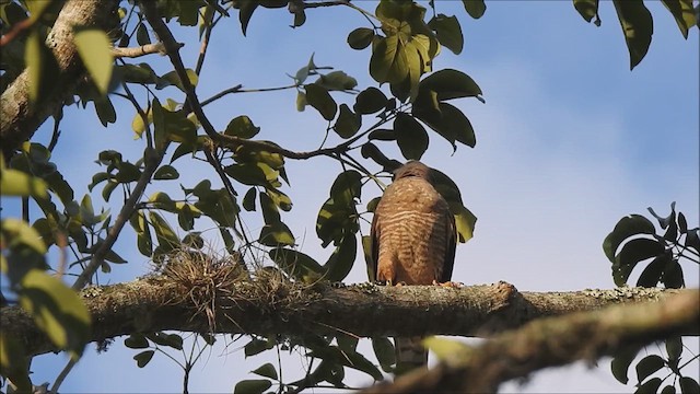 Roadside Hawk - ML615146646