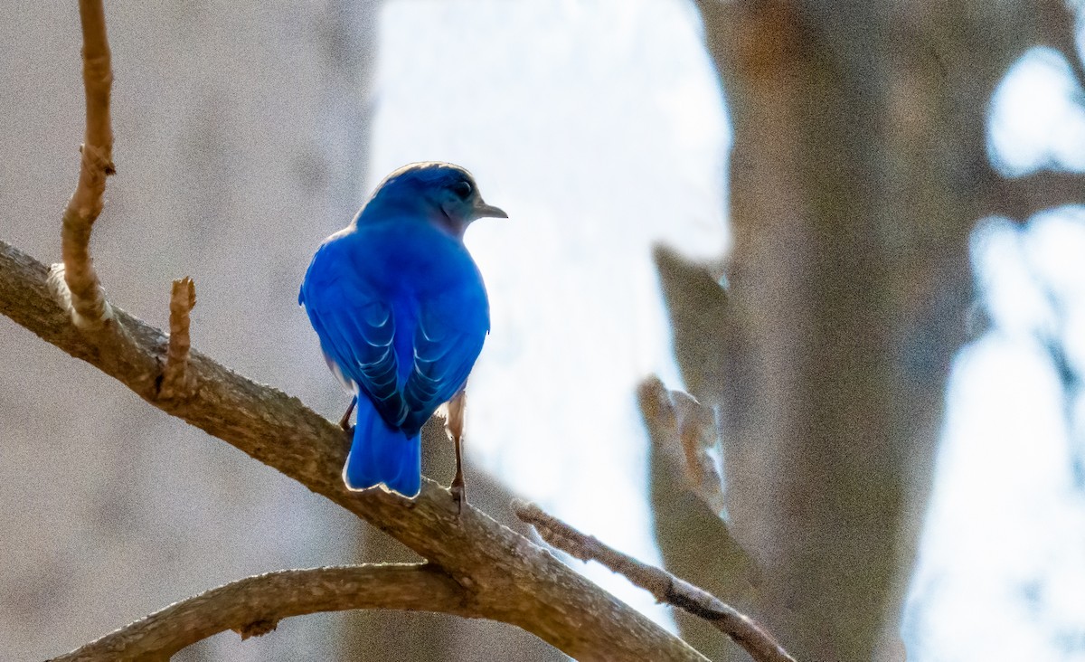 Eastern Bluebird - ML615146655