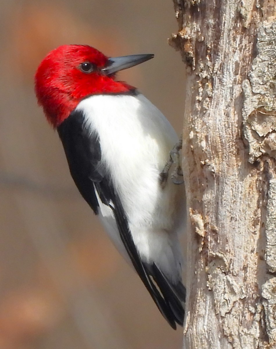 Red-headed Woodpecker - Paul McKenzie