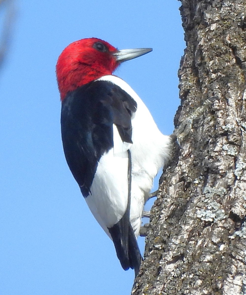 Red-headed Woodpecker - Paul McKenzie