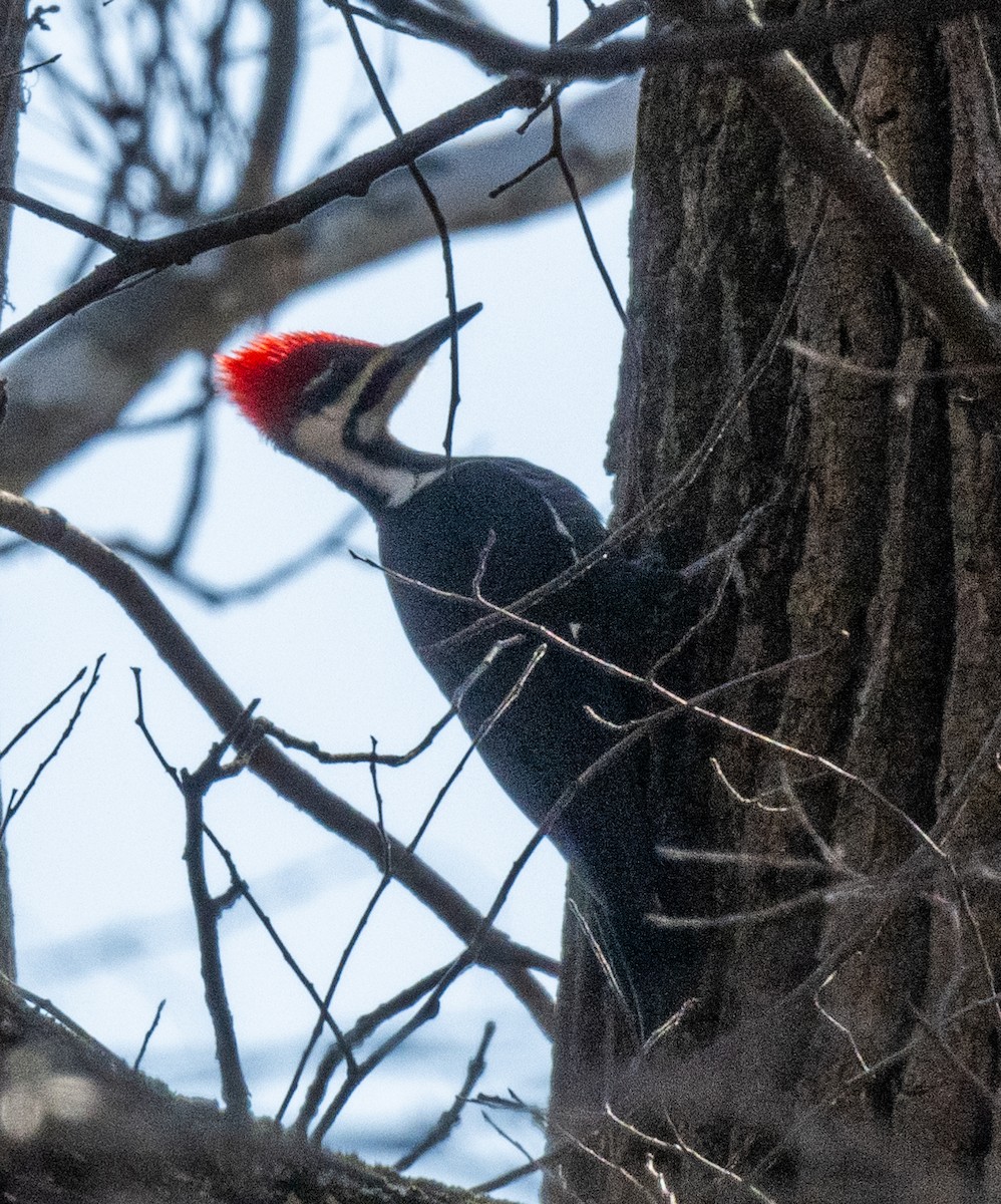 Pileated Woodpecker - Jining Han