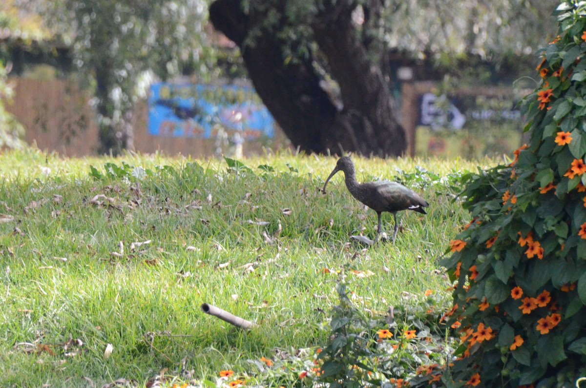 White-faced Ibis - 🦜 Daniel Correia 🦜