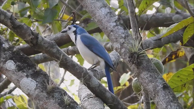 White-throated Magpie-Jay - ML615146878