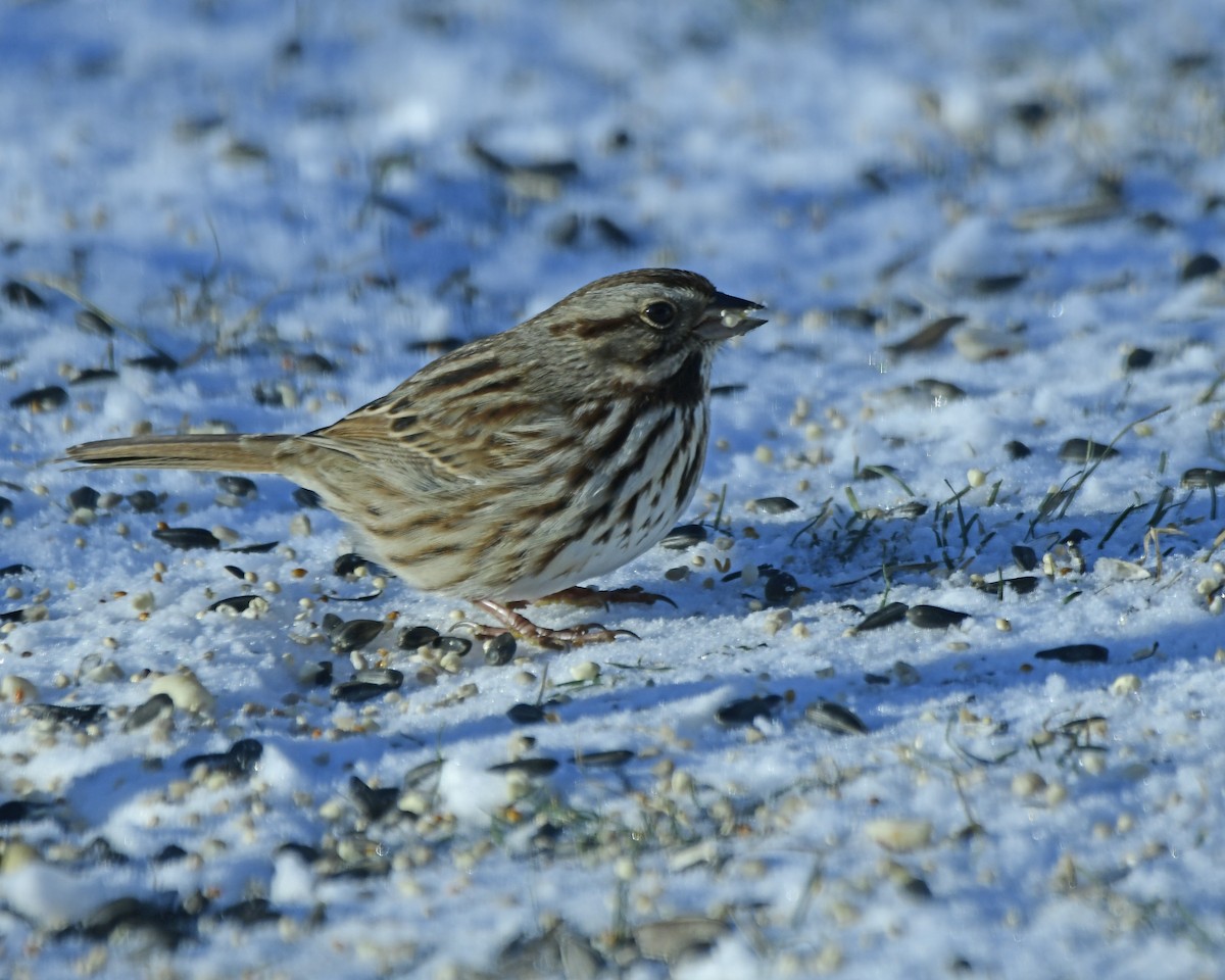 Song Sparrow - Ron Burkert