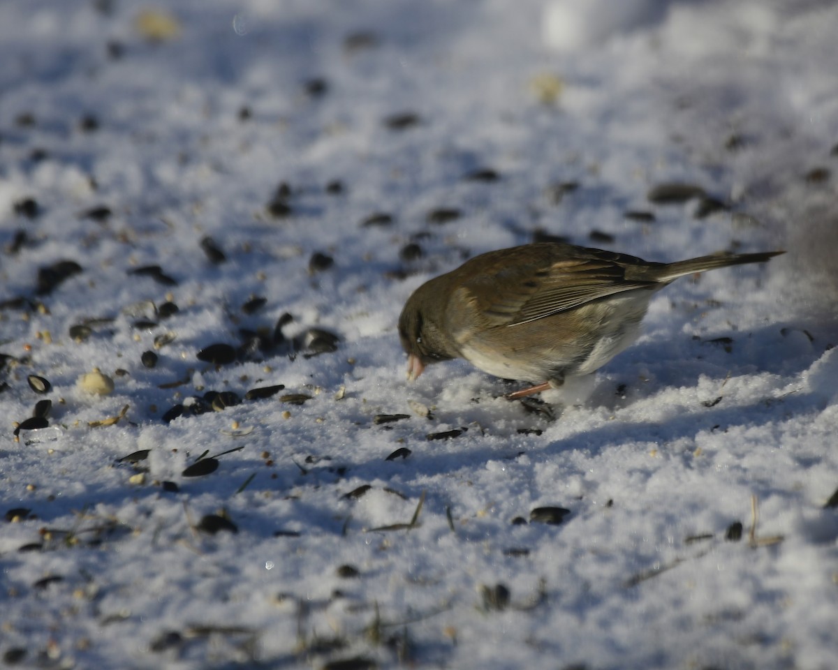 Dark-eyed Junco (Slate-colored) - Ron Burkert