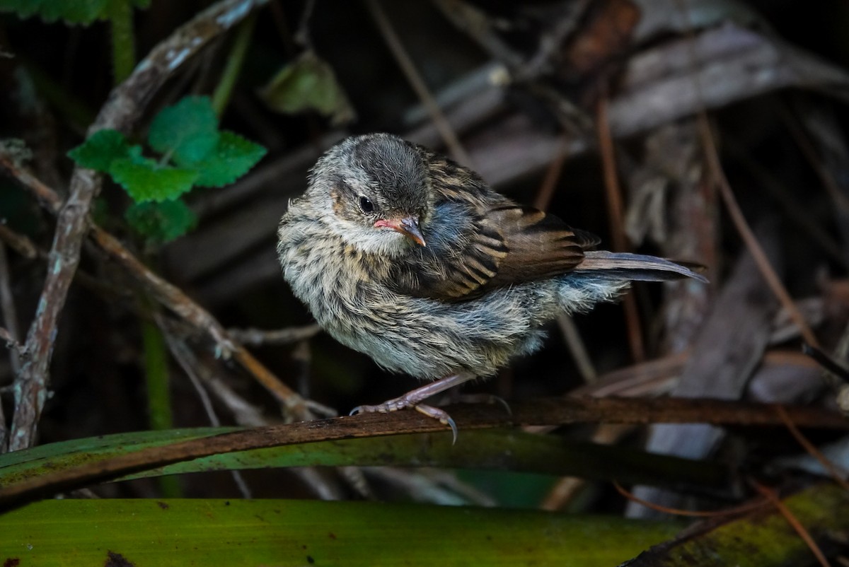 Dunnock - ML615146994