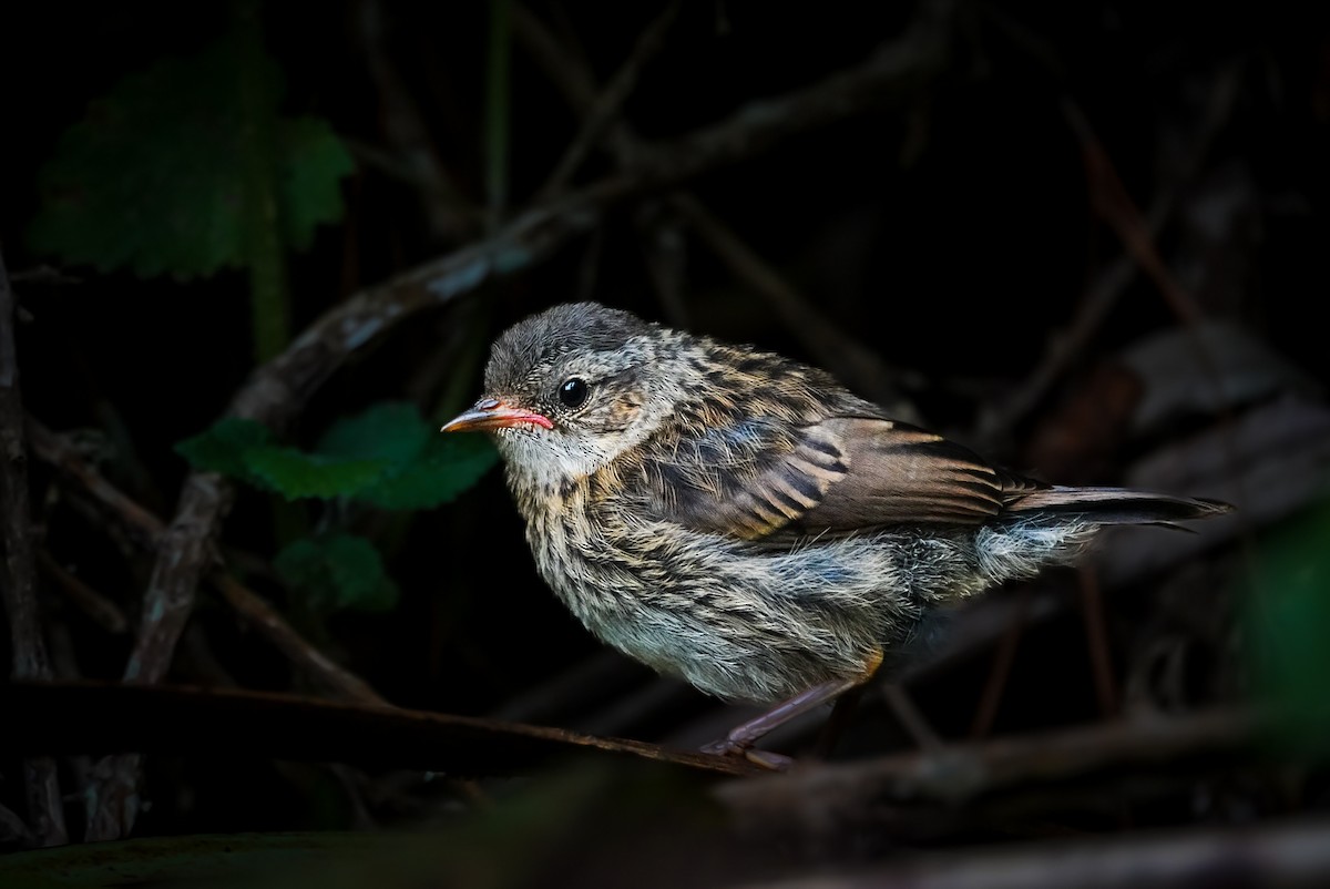 Dunnock - ML615146995