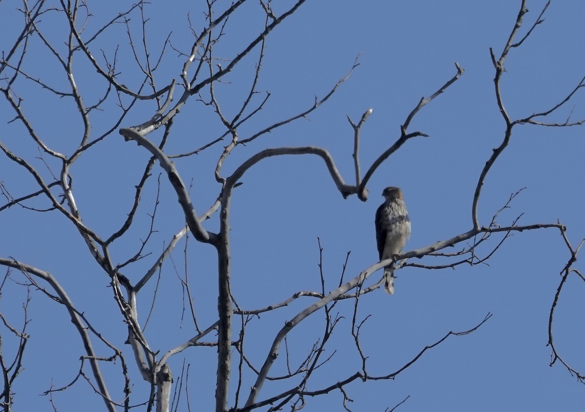 Cooper's Hawk - Julie Smith