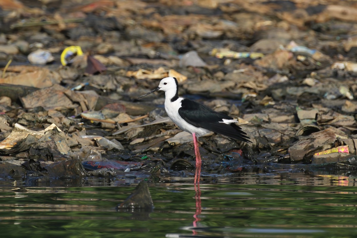 Pied Stilt - Jildert Hijlkema