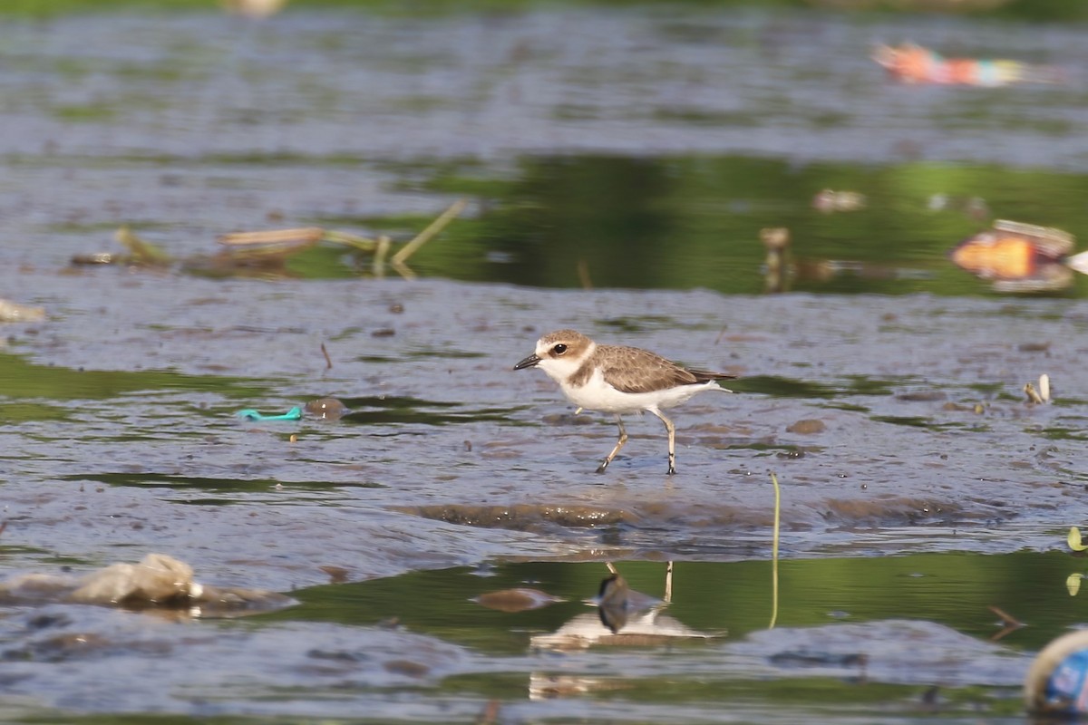 Javan Plover - Jildert Hijlkema