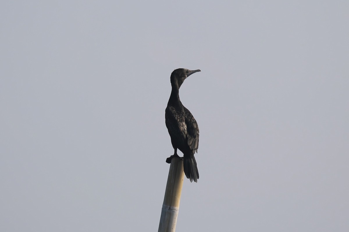 Little Black Cormorant - Jildert Hijlkema