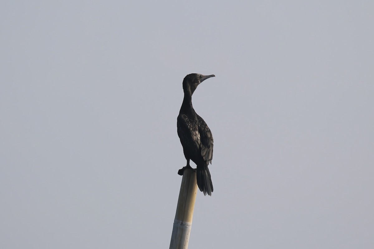 Little Black Cormorant - ML615147103