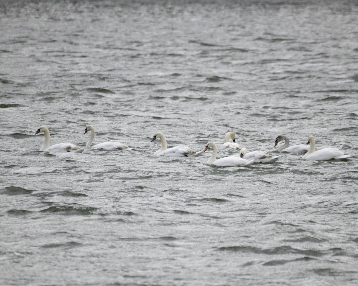 Mute Swan - ML615147140