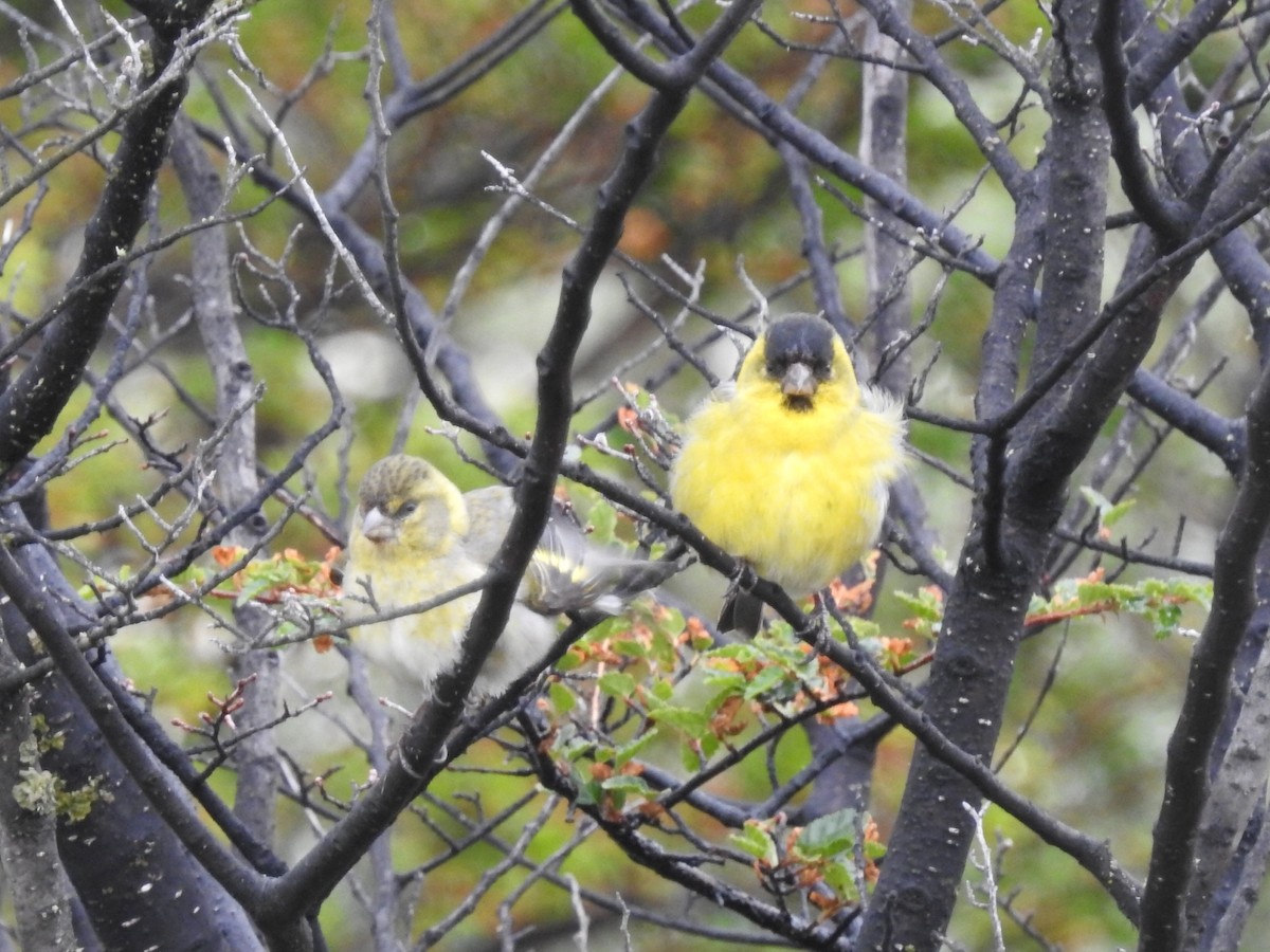 Black-chinned Siskin - Daniel Garrigues