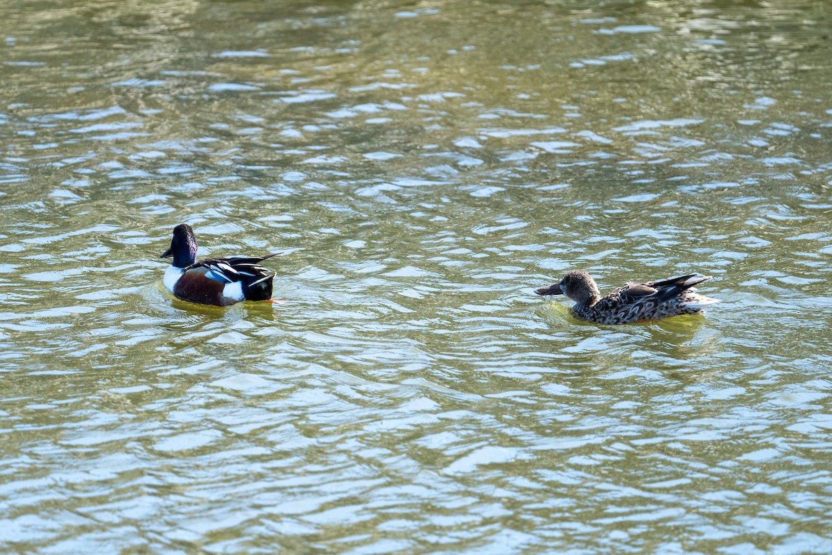 Northern Shoveler - ML615147198