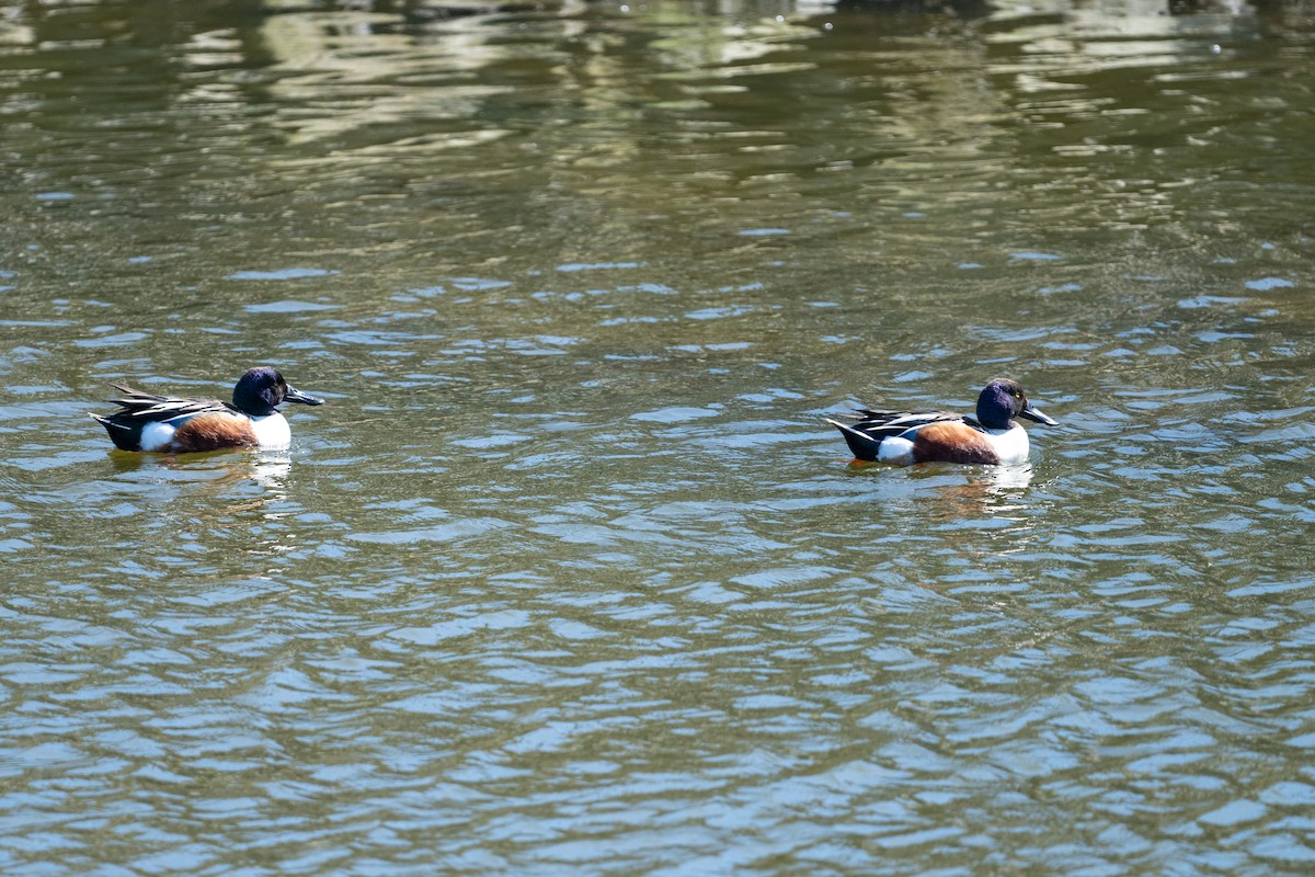 Northern Shoveler - ML615147199