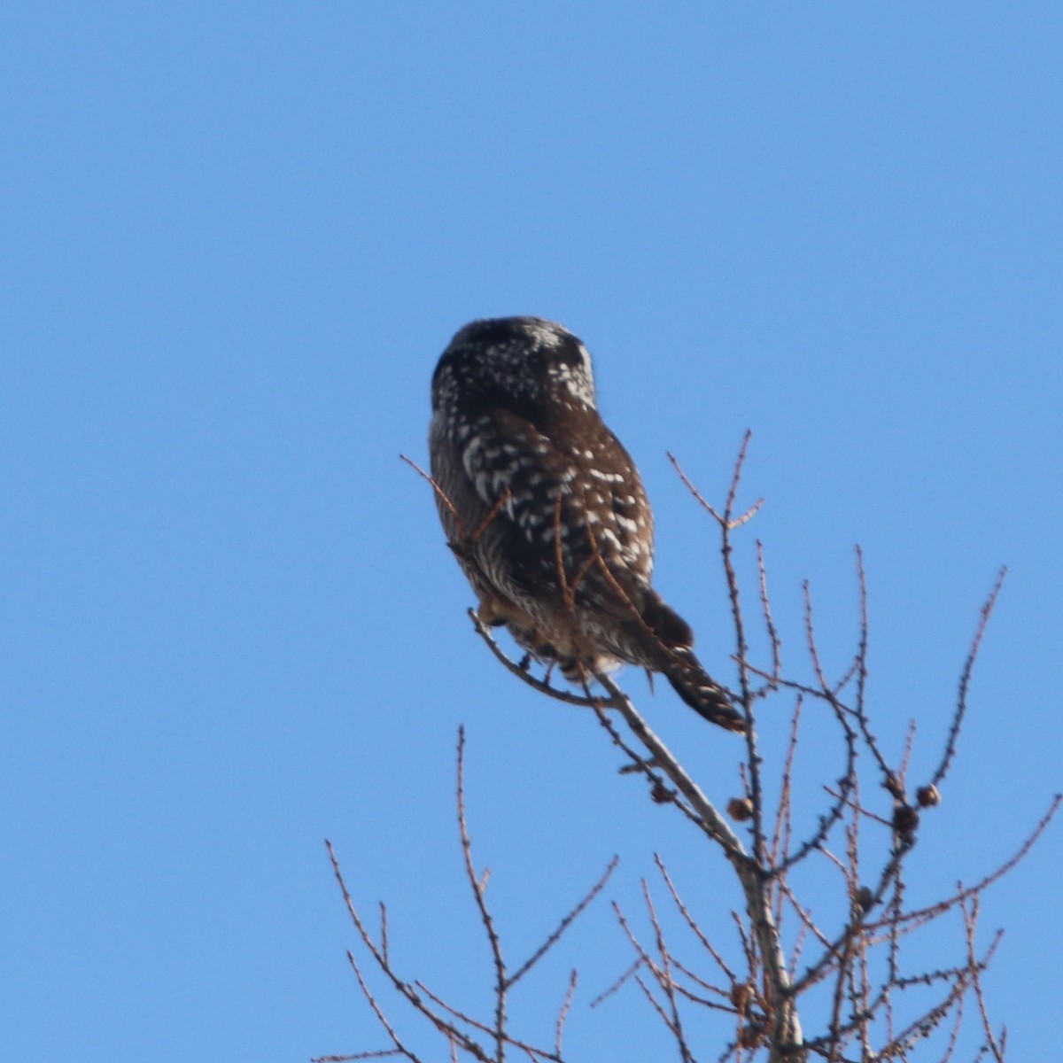 Northern Hawk Owl - Alain Sheinck